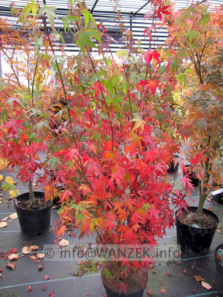 Acer palmatum Katsura - Herbst 01.JPG